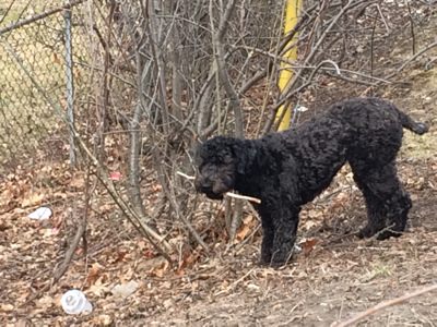 Dog playing with stick