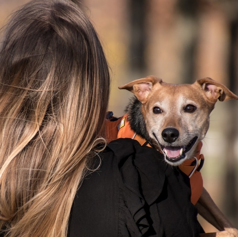 Carrying dog during walk