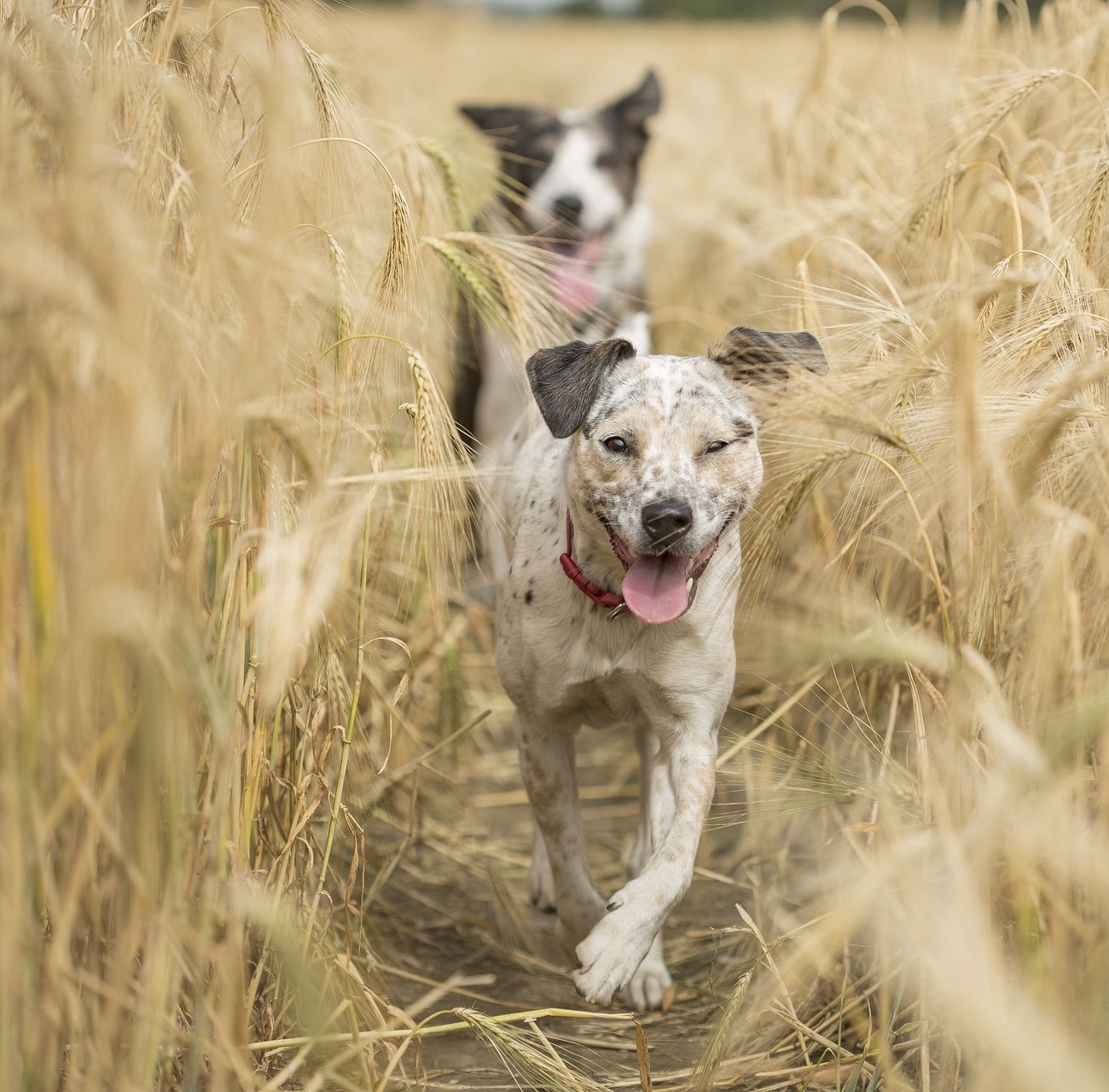 two running dogs